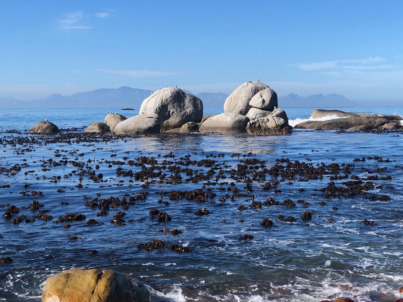 A Kelp forest above the water looks like a tangle of leaves