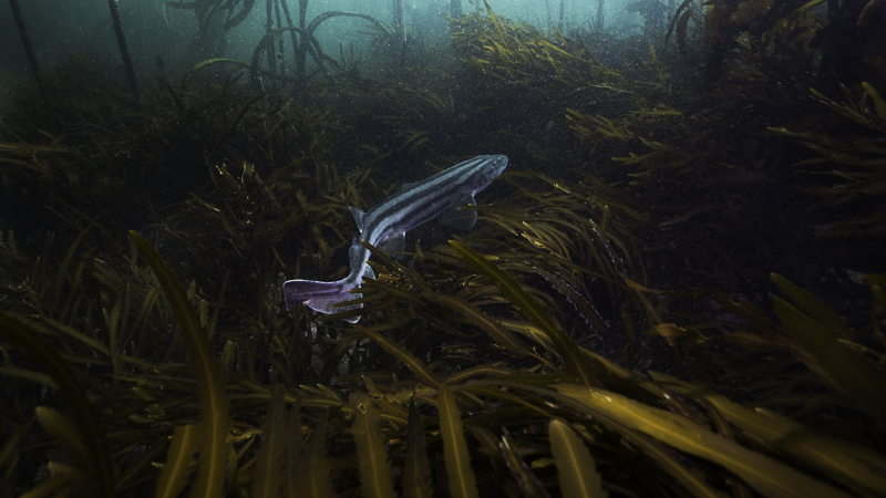 A Pyjama cat shark seimming over the lower bottom growing algae