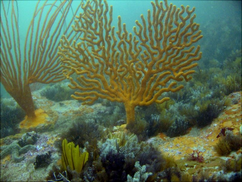 A Snuous sea fan taken without a strobe light