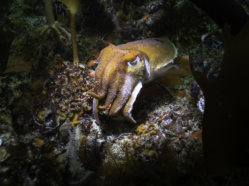 A cuttlefish in the kelp forest
