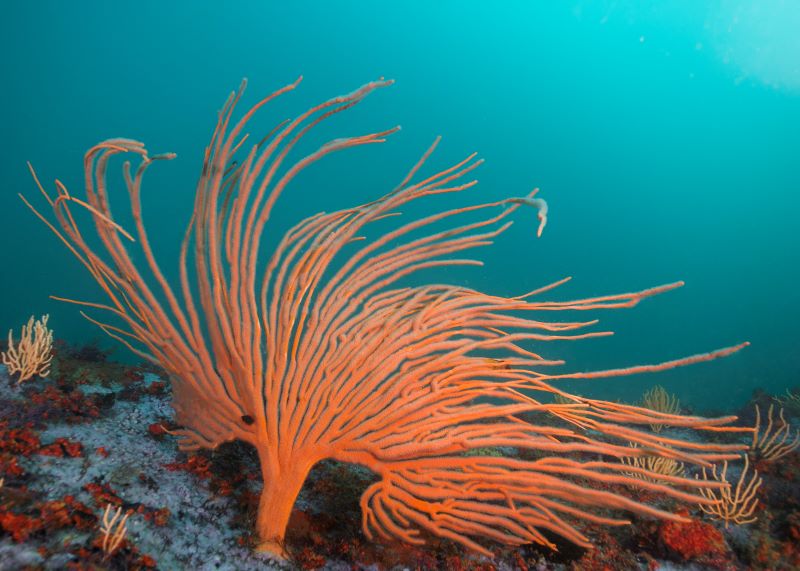 An orange Flagellar sea fan taken with strobe light