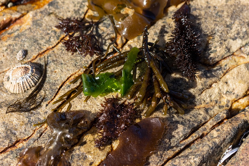 Different species of edible seaweeds found on the SA coast