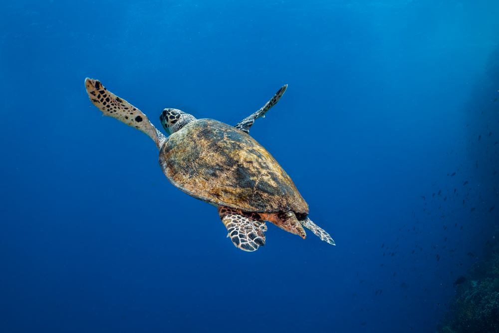 Hawksbill turtle Eretmochelys imbricata madelein wolf photography