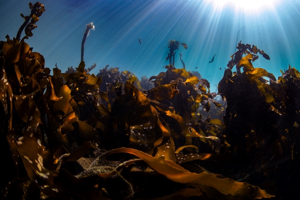 Kelp Forest with sunrays shining through the water surface