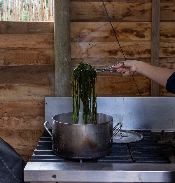 Kelp being cooked as a pasta substitute