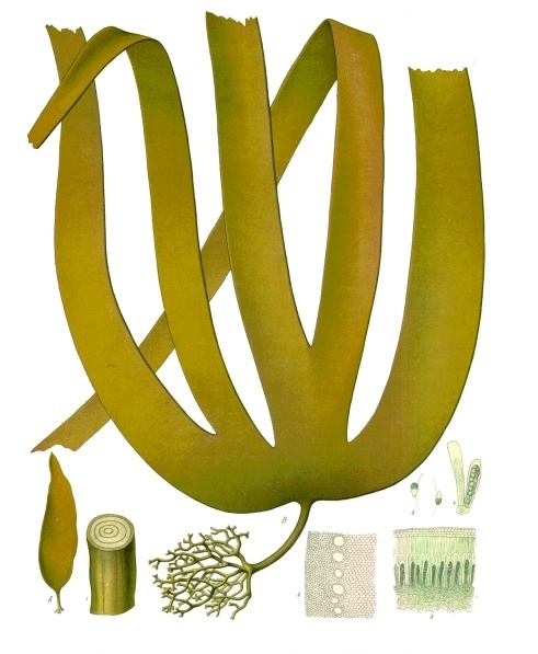 Laminaria hyperborea kelp species