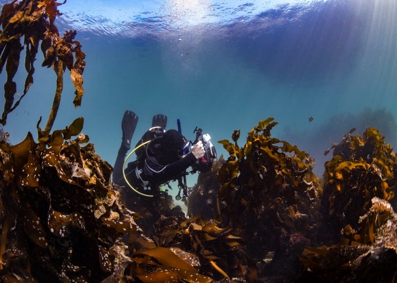 Photographer in the Kelp Forest with sunrays shining through the water surface